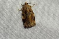 Archips xylosteana