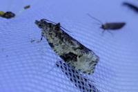 Apotomis lineana