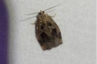 Archips crataegana