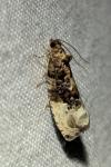 Hedya nubiferana
