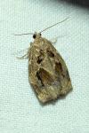 Archips crataegana