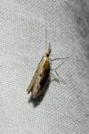 Ypsolopha falcella