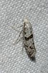 Scythropia crataegella