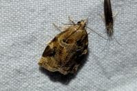 Archips xylosteana