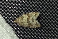 Isotrias rectifasciana