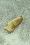 Clepsis rurinana