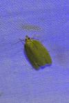 Tortrix viridana