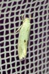 Elachista maculicerusella