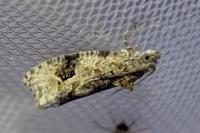 Apotomis lineana
