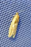 Eucosma gr. cana