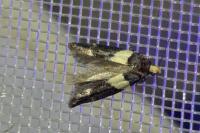 Recurvaria leucatella