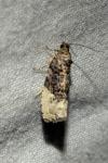 Hedya nubiferana