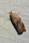 Archips podana