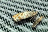 Ancylis achatana