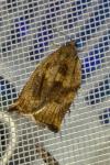 Archips podana
