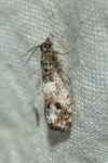 Notocelia