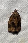 Archips rosana
