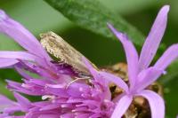 Eucosma cana