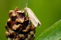 Eucosma cana