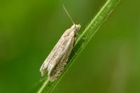 Eucosma cana