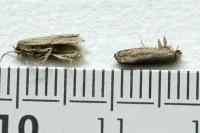 Eucosma cana