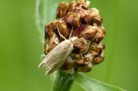 Eucosma cana
