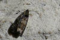 Endothenia ustulana