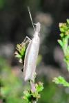 Pleurota bicostella