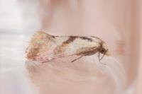Falseuncaria degreyana