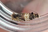 Celypha aurofasciana