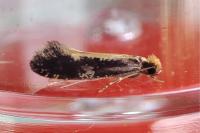 Monopis obviella