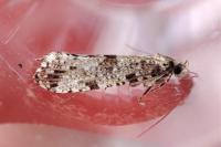 Morophaga choragella