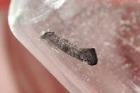 Paraswammerdamia nebulella