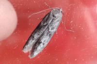 Blastobasis glandulella