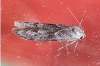 Blastobasis glandulella