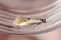 Batia lunaris