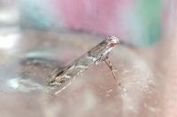 Acrocercops brongniardella