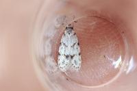 Symmoca signatella