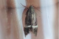 Aproaerema cinctella