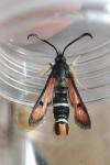 Pyropteron chrysidiforme