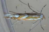 Phyllonorycter