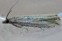 Bactra venosana