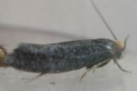 Stigmella