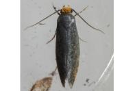 Stigmella