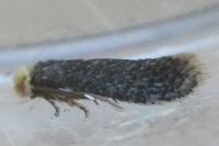 Stigmella