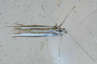 Coleophora