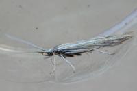 Coleophora