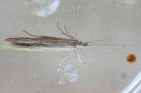 Coleophora
