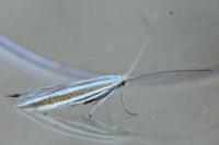 Coleophora