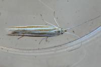 Coleophora